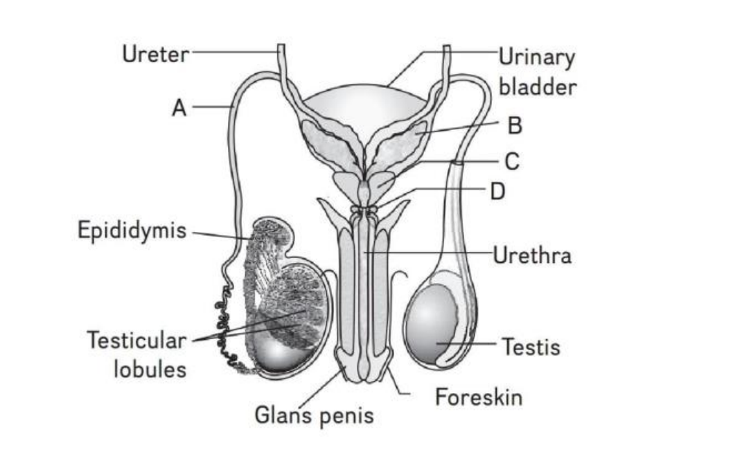Question Image